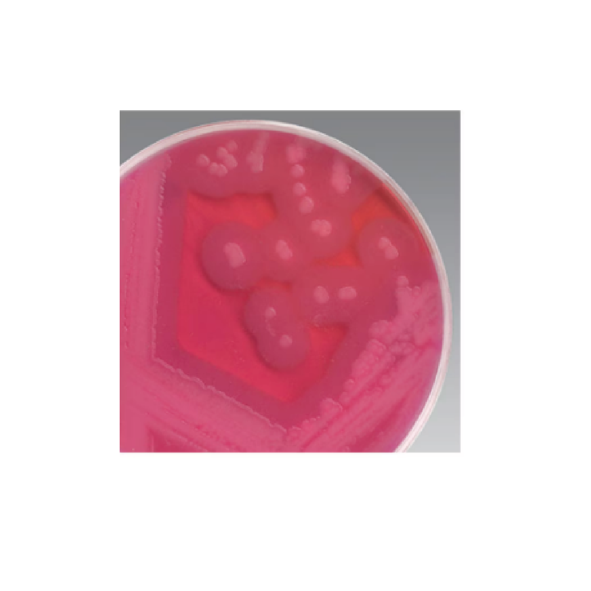 MYP Agar (Dehydrated) / Agar PAI (deshidratado)