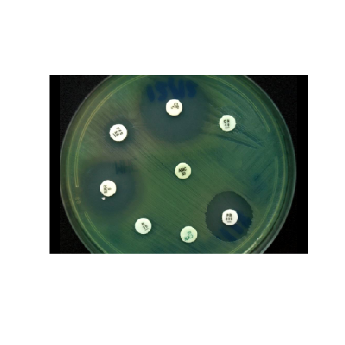 Oxoid™ Vancomycin Antimicrobial Susceptibility discs / Discos de susceptibilidad antimicrobiana a la vancomicina Oxoid™