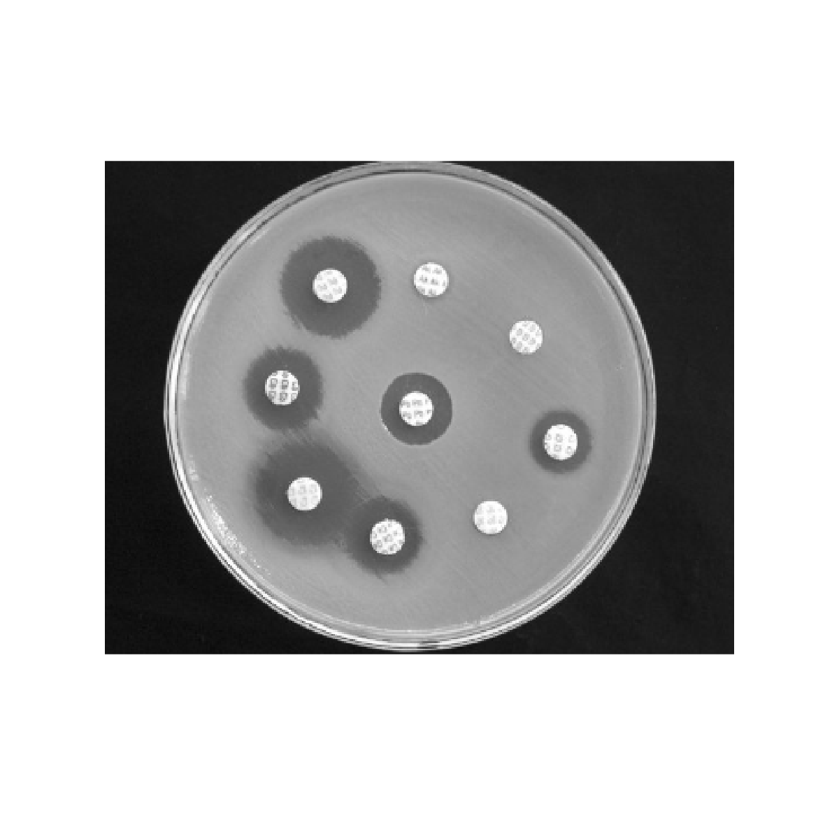 Oxoid™ Tetracycline Antimicrobial Susceptibility discs / Discos de susceptibilidad antimicrobiana a tetraciclina Oxoid™