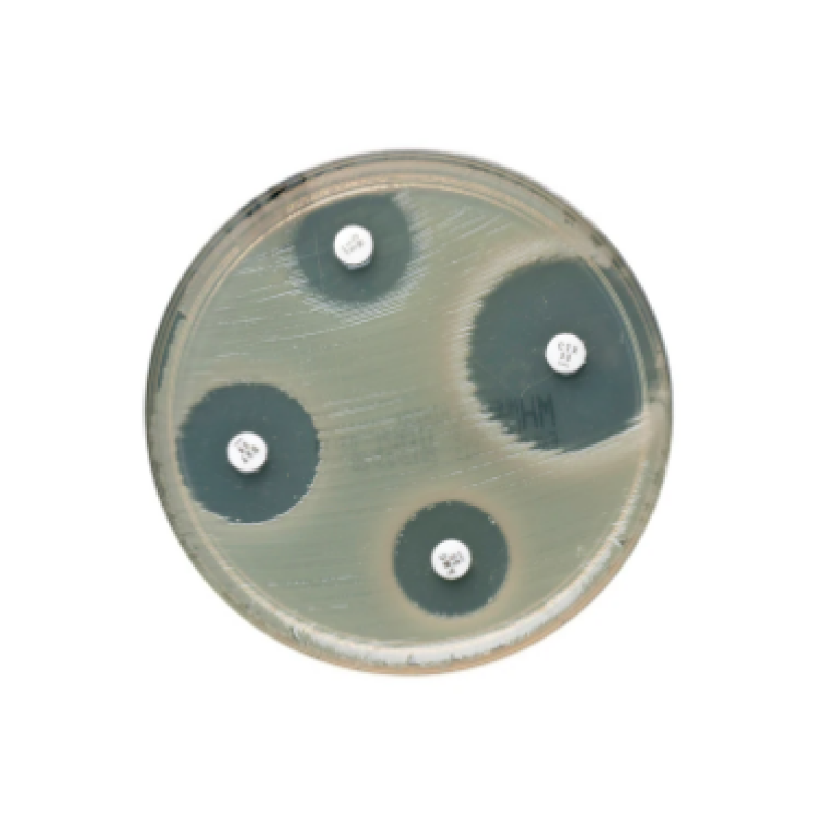 Oxoid™ Imipenem Antimicrobial Susceptibility discs / Discos de susceptibilidad antimicrobiana Oxoid™ Imipenem