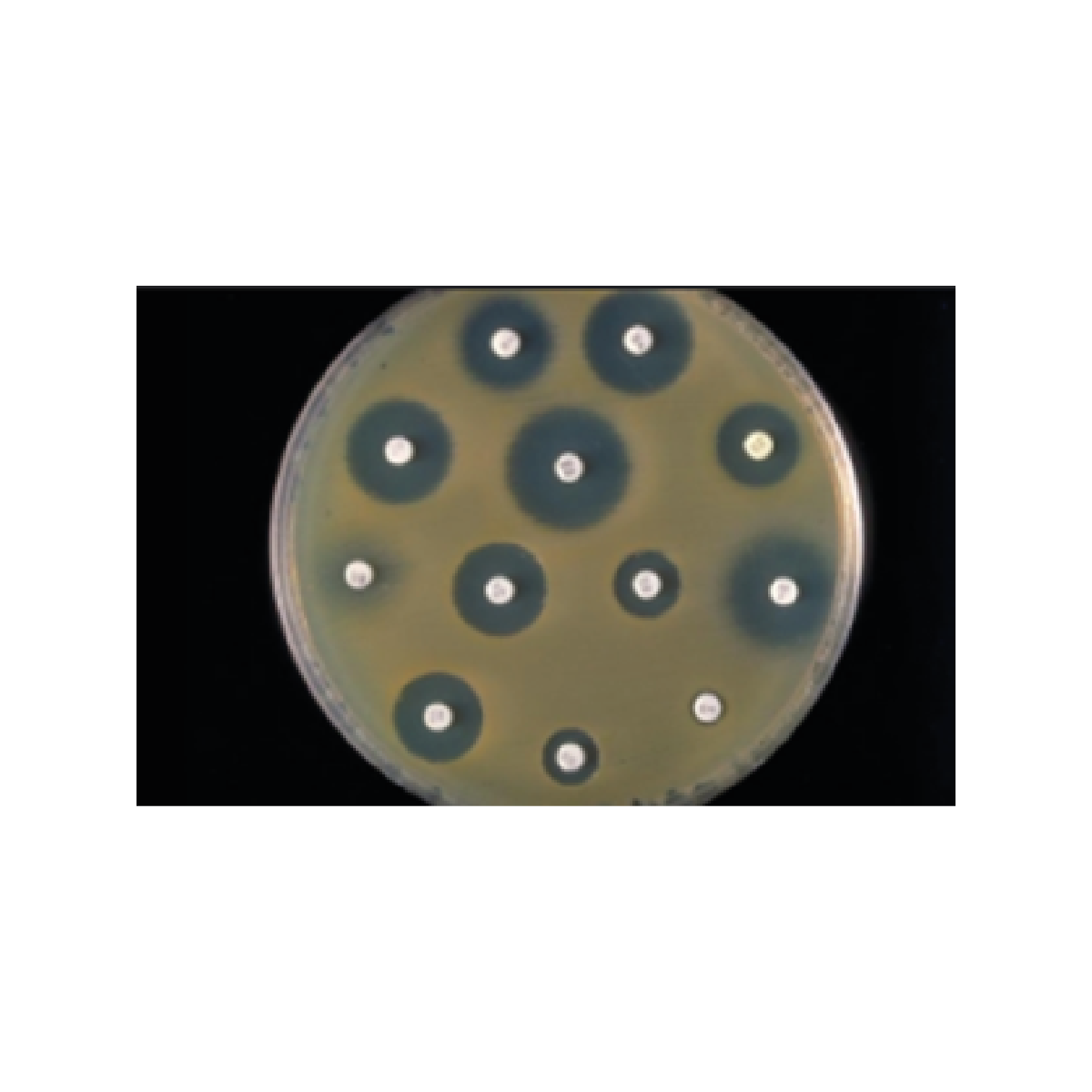 Oxoid™ Cefadoxil Antibiogram Disks, 30 µg / Discos para antibiogramas con cefadoxilo Oxoid™, 30 µg