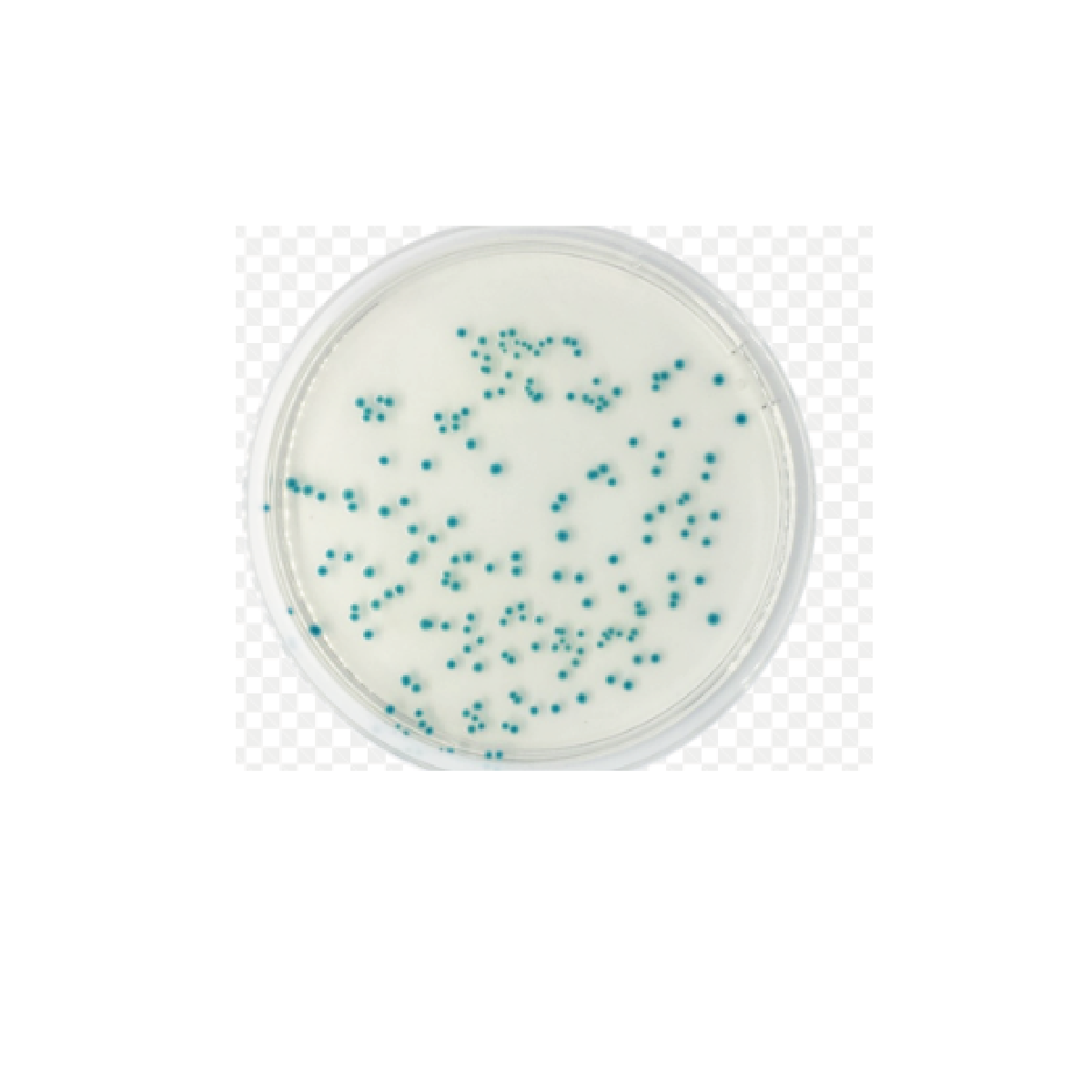 Tryptone Bile X-Glucuronide (TBX) Medium (Dehydrated) / Medio triptona bilis X-glucurónido (TBX) (deshidratado)